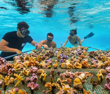 Éco-navigation : Nos conseils pour respecter les fonds marins du Var